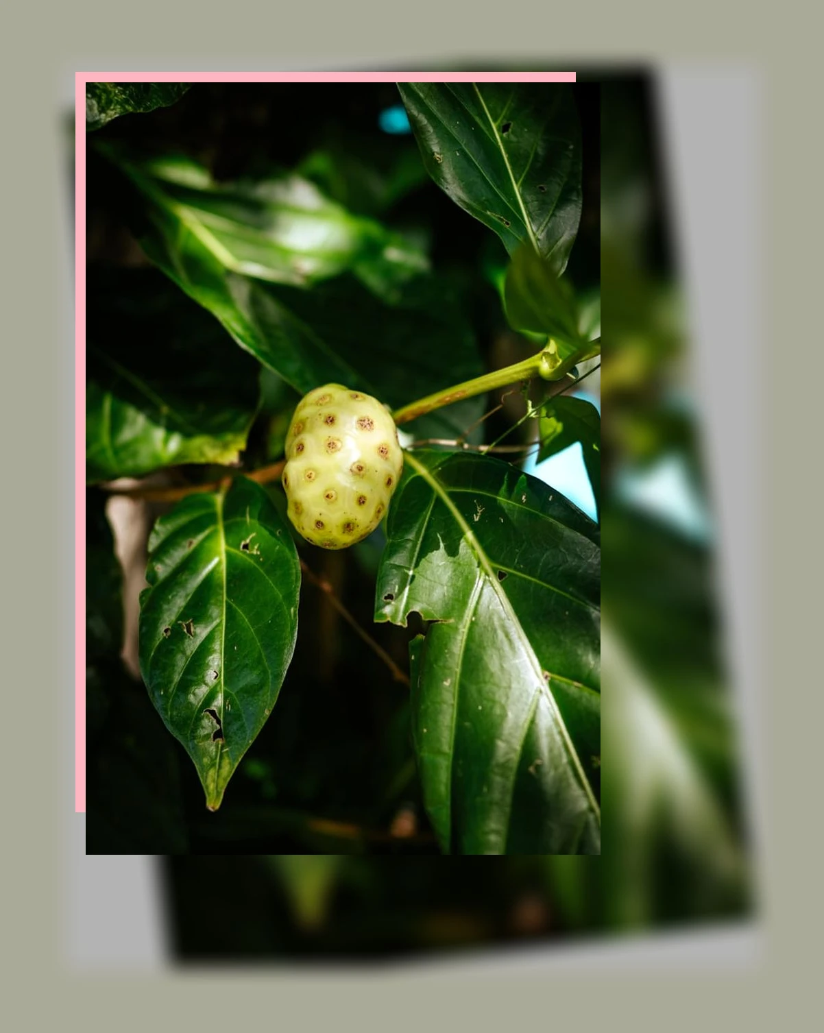 노니 효능_3_subsection