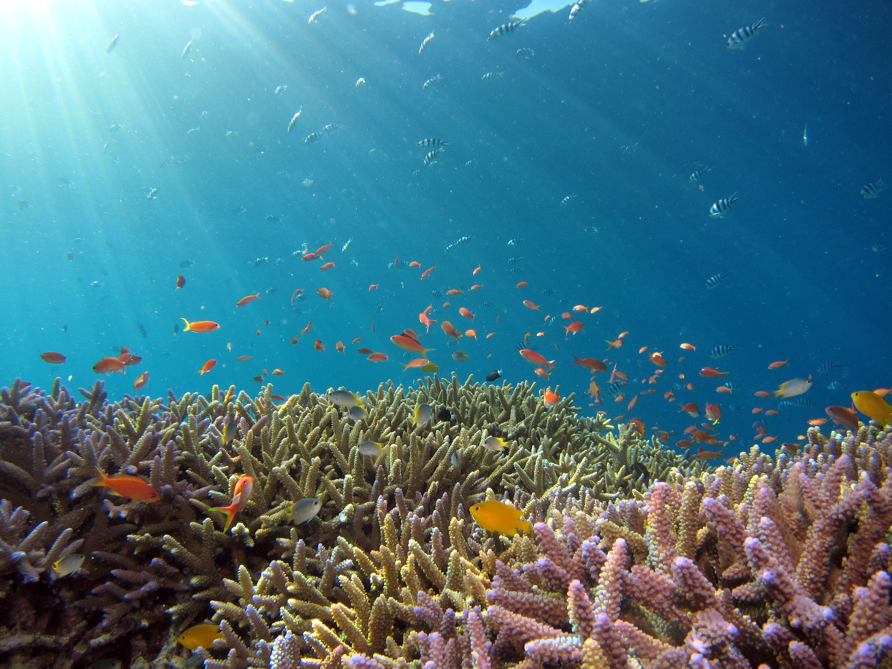 스노클링으로 바다 열대어와 산호초 등이 보이는 모습