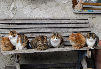 야외 벤치에서 편히 쉬는 고양이들.