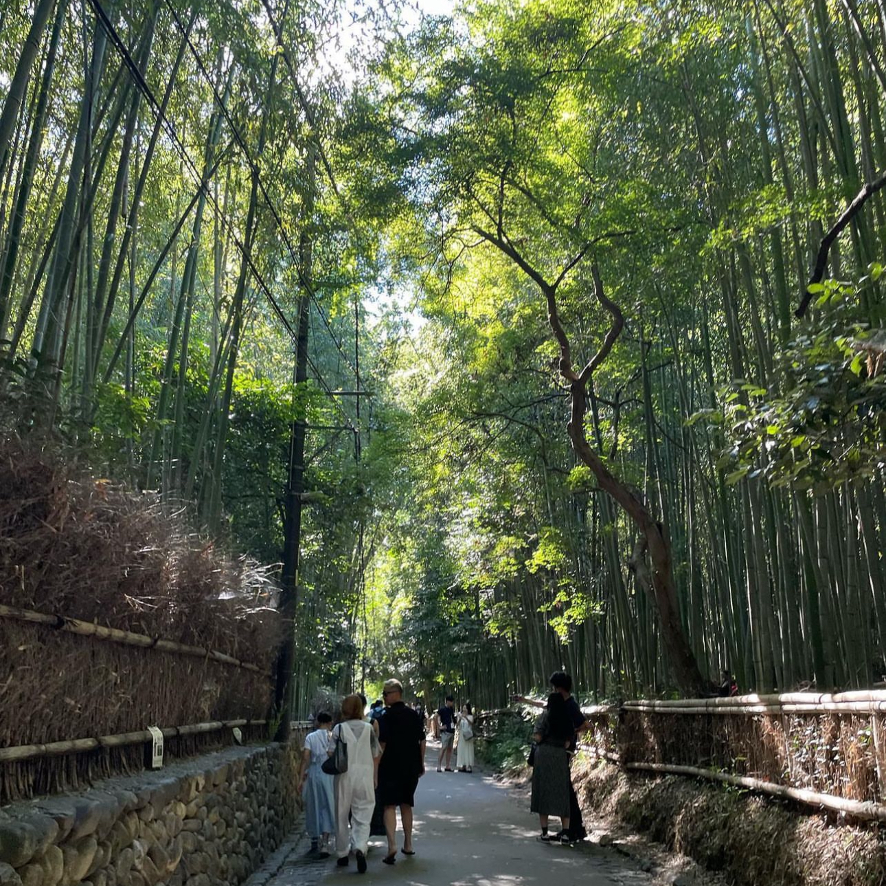아라시야마 대나무 숲길