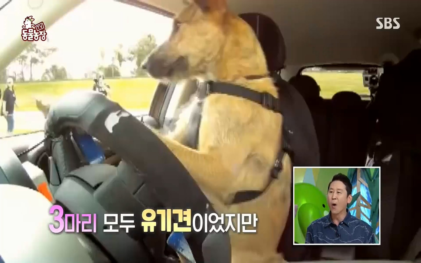 TV 동물농장.E1074.220619p.H264-F1RST.mp4_20220619_175831.102.jpg