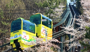 진해 군항제