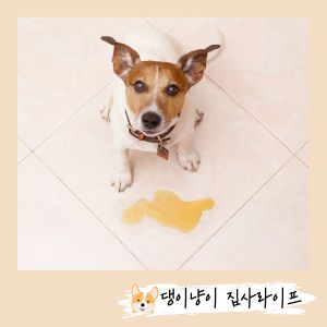 새끼-강아지-배변