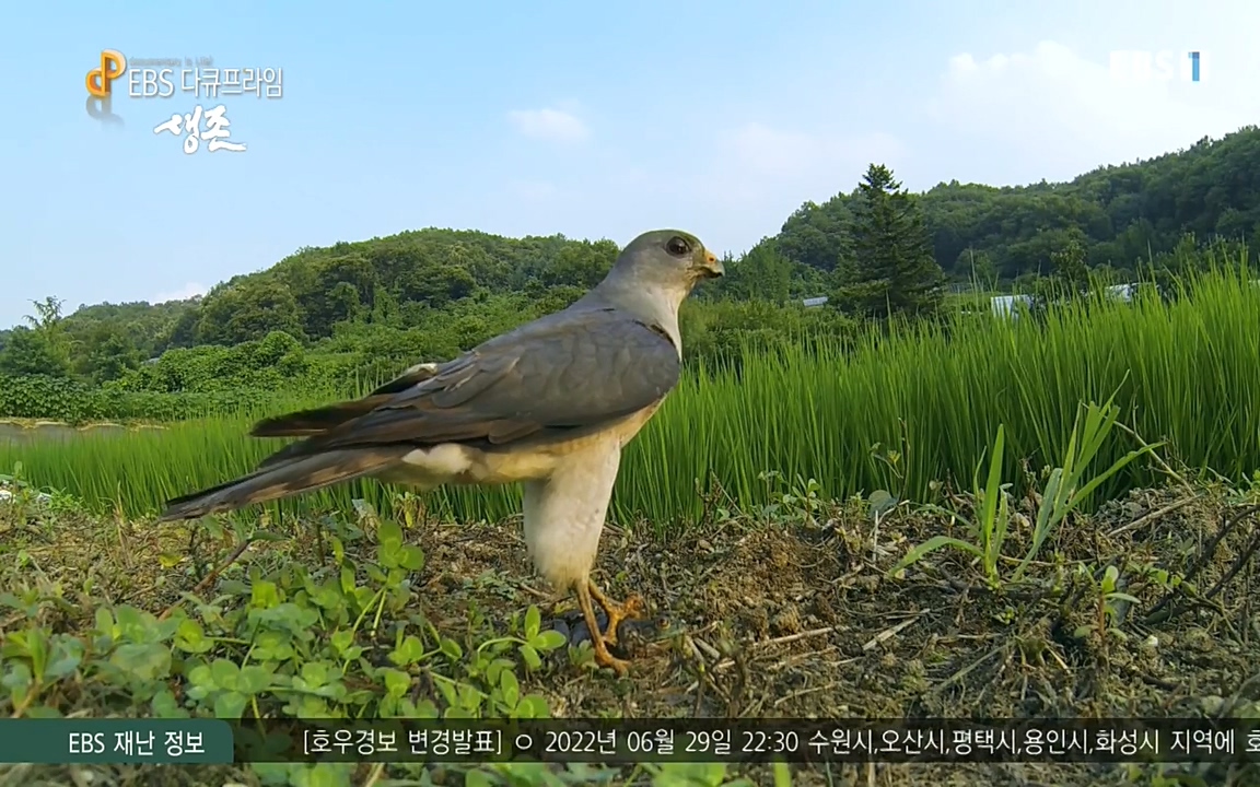 생존 3부_ EBS 다큐프라임_ 220629.avi_20220701_210438.878.jpg