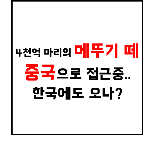  4천억 마리의 메뚜기 떼 중국으로 접근중..  한국에도 오나?
