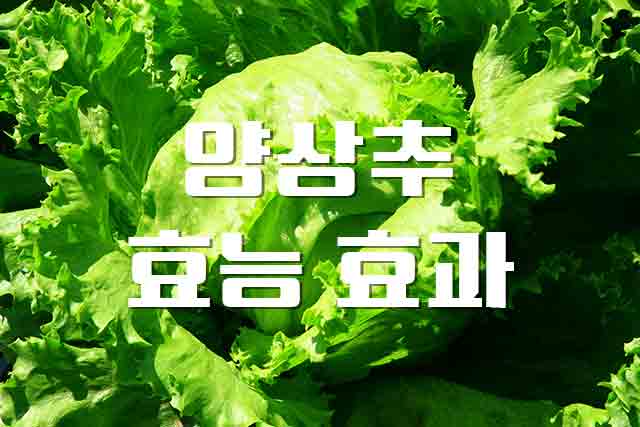  양상추, 샐러드 필수 재료 양상추의 영양