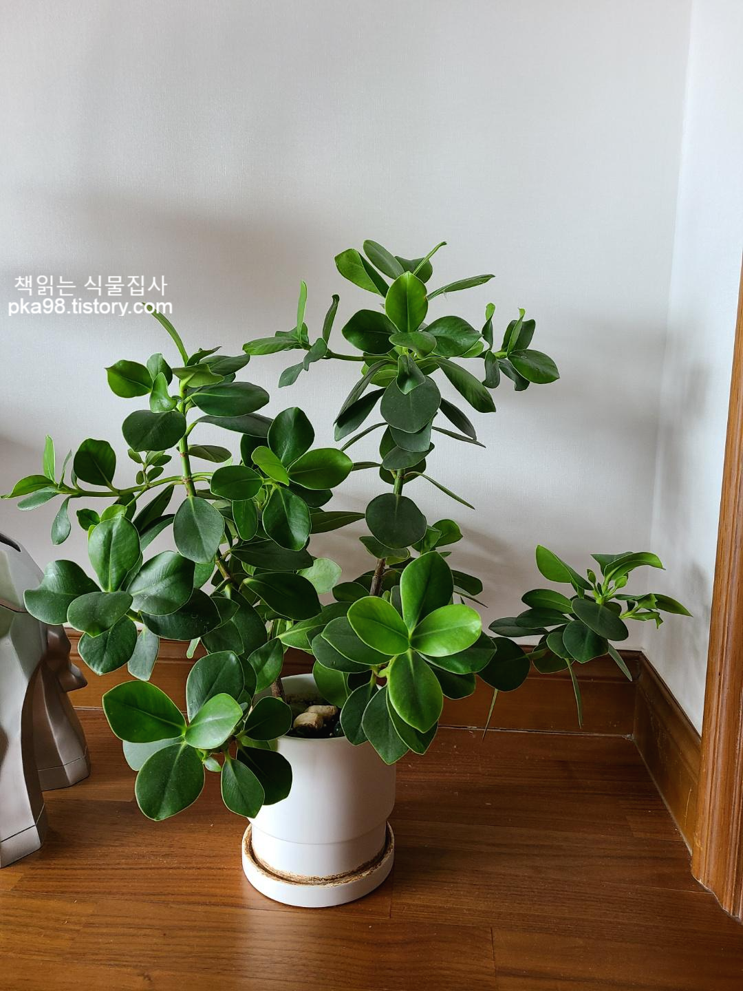  크루시아 가지치기 수경재배 번식방법 , 크루시아 분갈이