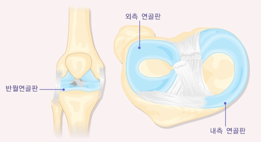반월상연골판의 구조와 기능은