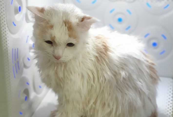  고양이 목욕 꼭 시켜줘야 할까?