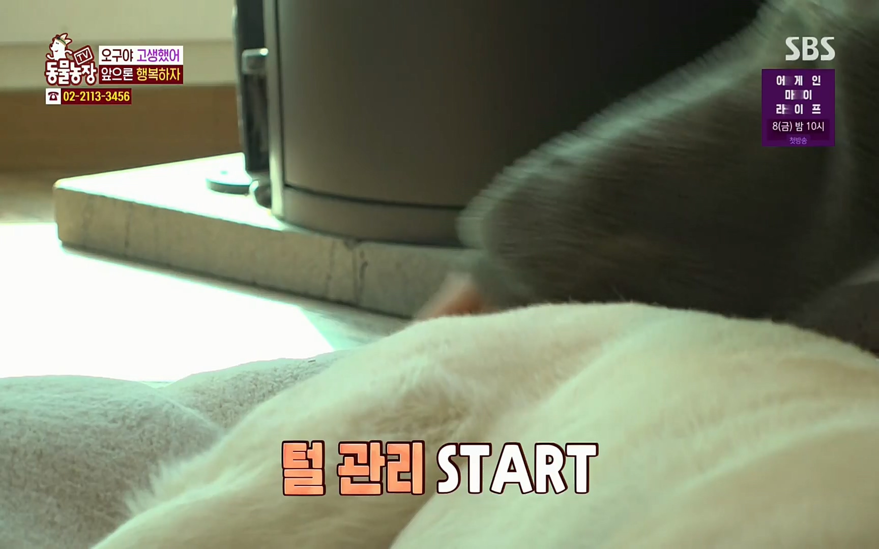 TV 동물농장.E1062.220327p.H264-F1RST.mp4_20220327_174423.936.jpg