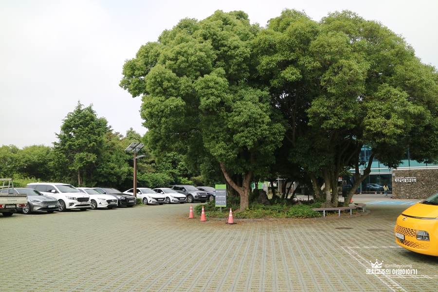 주차장 가운데 커다란 나무가 있고 주변으로 차들이 주차되어 있다