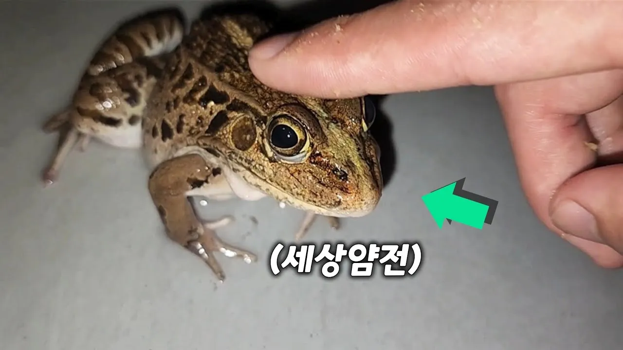 개구리 가격 키우기 분양 수명 먹이 성격 종류_1