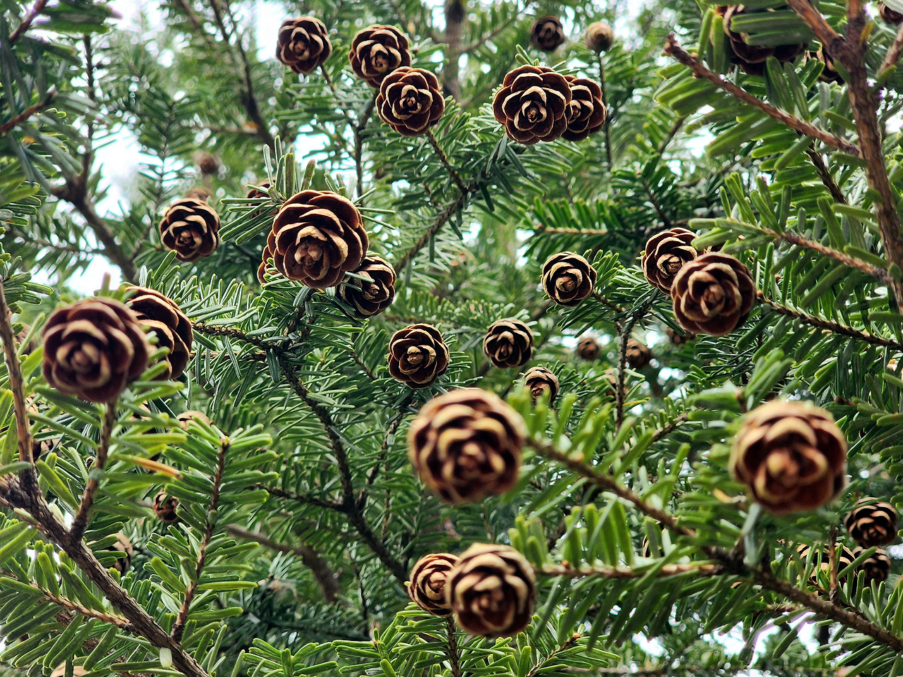 인천 서구 드림파크 야생화단지 솔송나무 열매 꽃말