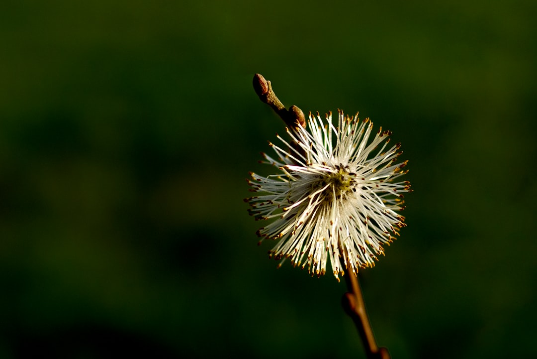 'Movenpick'