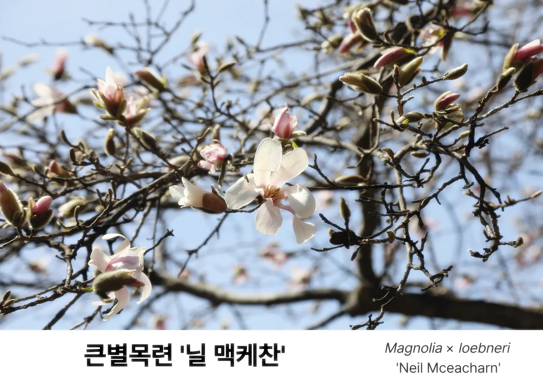 다양한 목련 꽃 사진