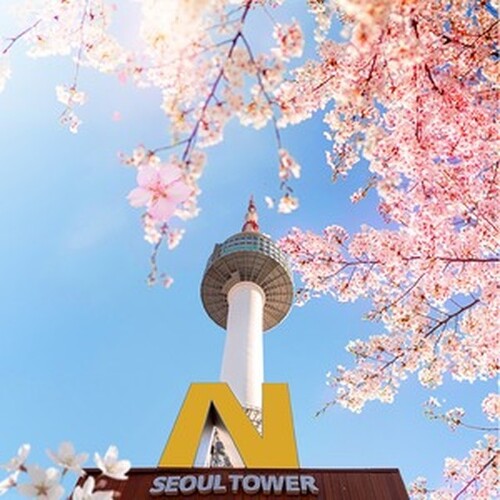 남산 서울타워 벚꽃