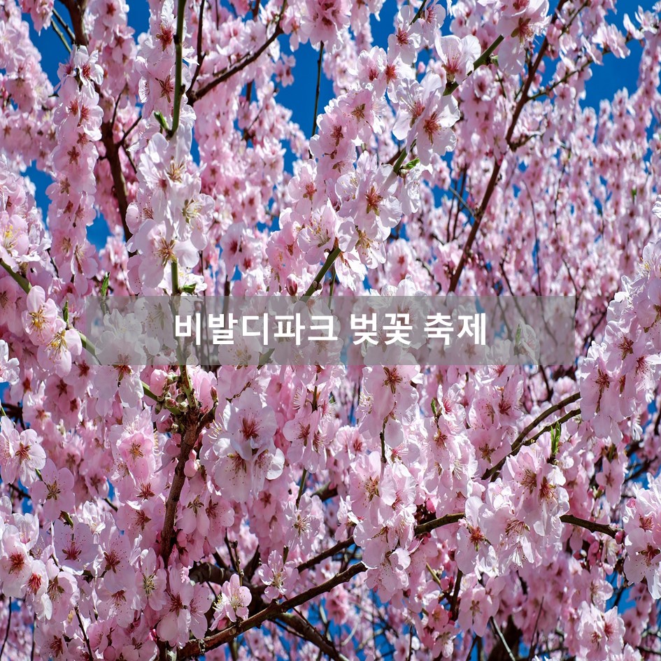  스키장 비발디 파크에서 벚꽃 축제를?