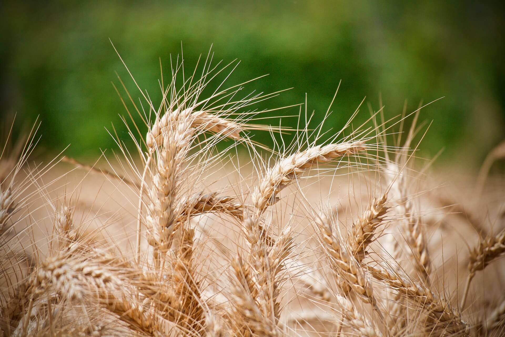 당뇨병에 좋은 음식