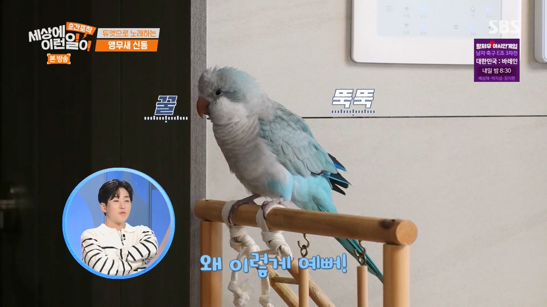 순간포착 세상에 이런일이.E1247.230923p.H264-F1RST.mp4_20230924_152649.534.jpg