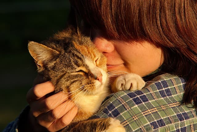 스핑크스 고양이 키우기 – 털 없는 고양이의 매력