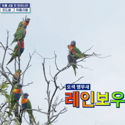 부산촌놈 in 시드니 7회&amp;#44; 레인보우 로리킷