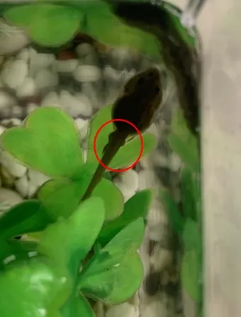 개구리 가격 키우기 분양 수명 먹이 성격 종류_18