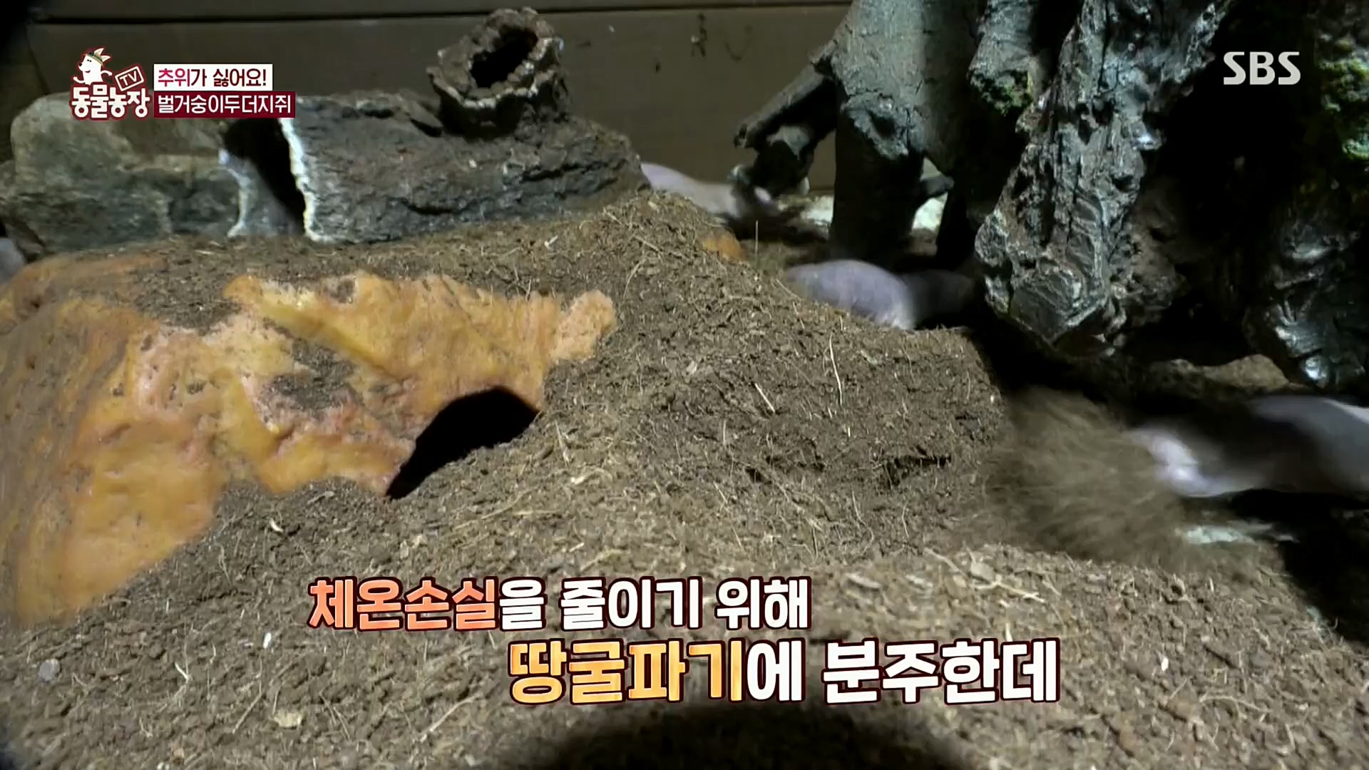 TV 동물농장.E1092.221023p.H264-F1RST.mp4_20221023_182731.119.jpg