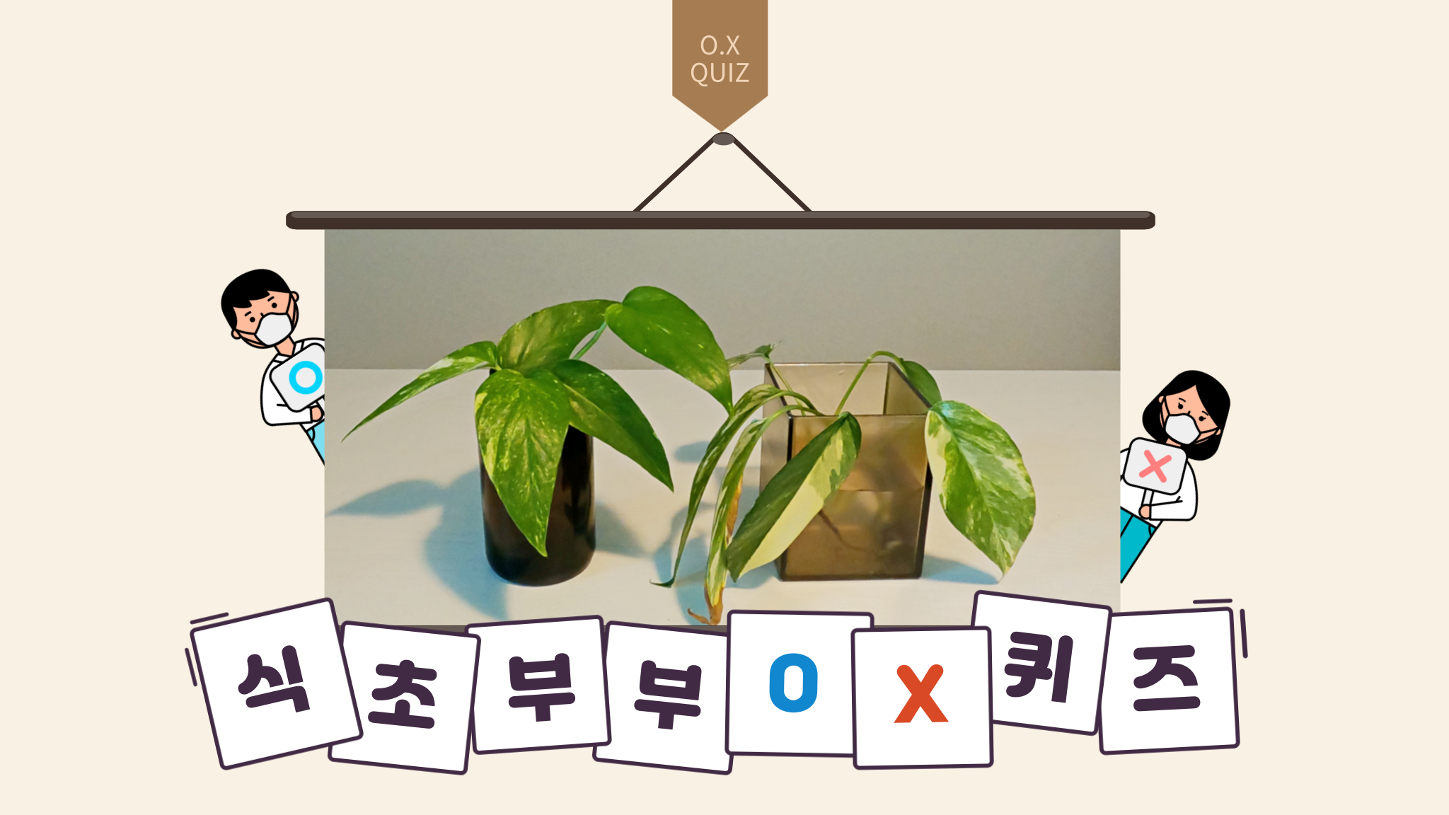  식초부부 구독자 식물 나눔이벤트 (에피바리+옐로우에피바리 세트)