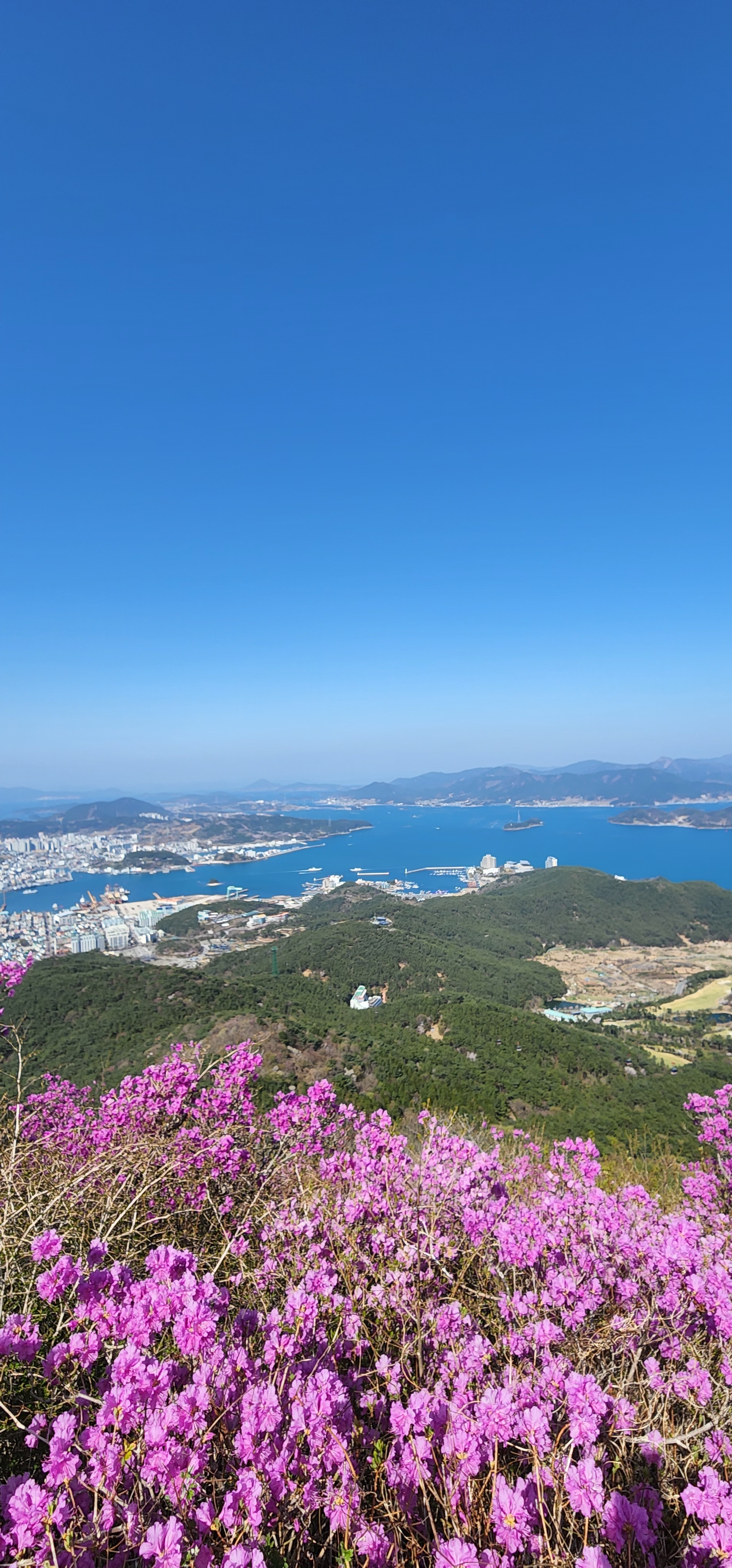  통영 미륵산 진달래꽃