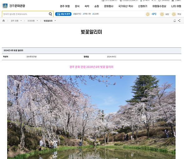 경주 벚꽃알리미