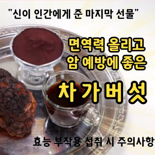  면역력을 높이고 암을 예방하는 차가버섯 효능 부작용 차가버섯 분말 섭취 시 주의사항