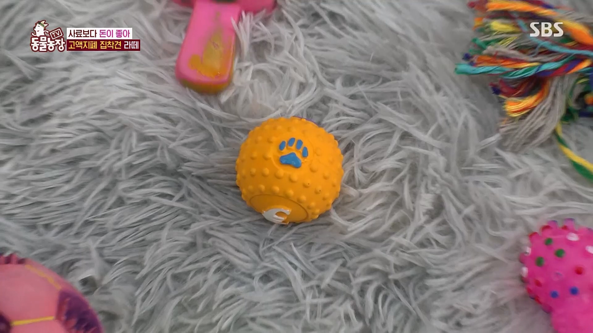 TV 동물농장.E1107.230205p.H264-F1RST.mp4_20230205_173932.356.jpg