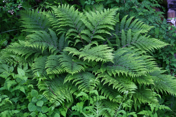 [식재료] 양치류 고사리의 효능에 2