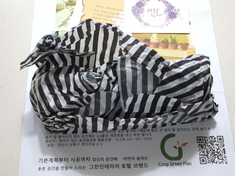 다육이 사이트 반려식물 초미니 3