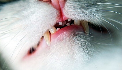고양이-구강문제-치주염-치은염