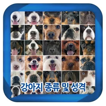 강아지 종류별 사진과 이름 작은 강아지 애완견 종류_11