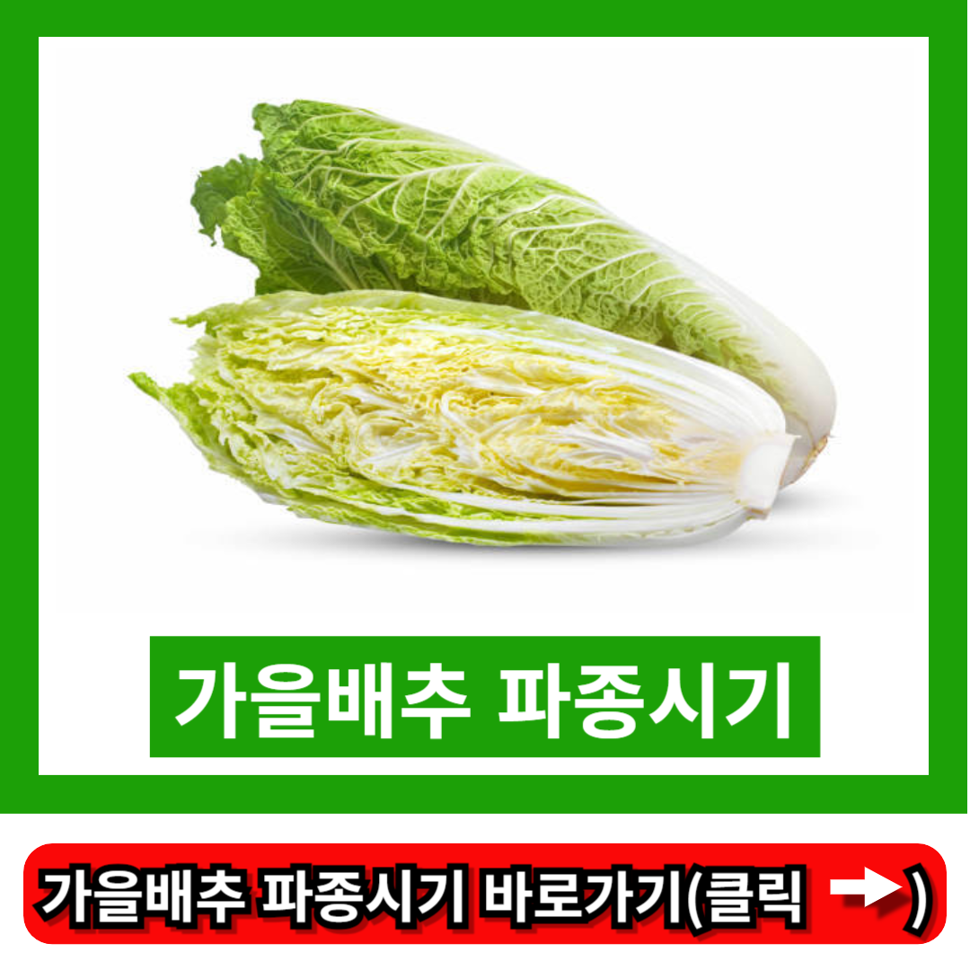 가을배추 파종시기