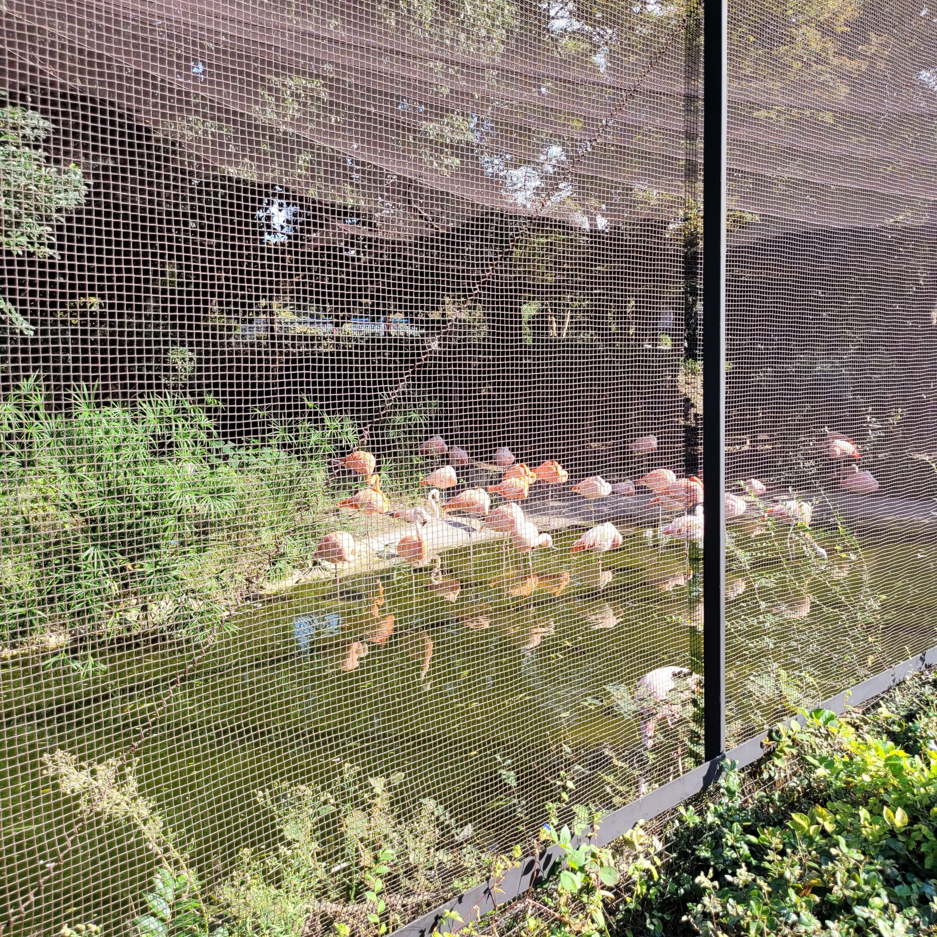 홍학