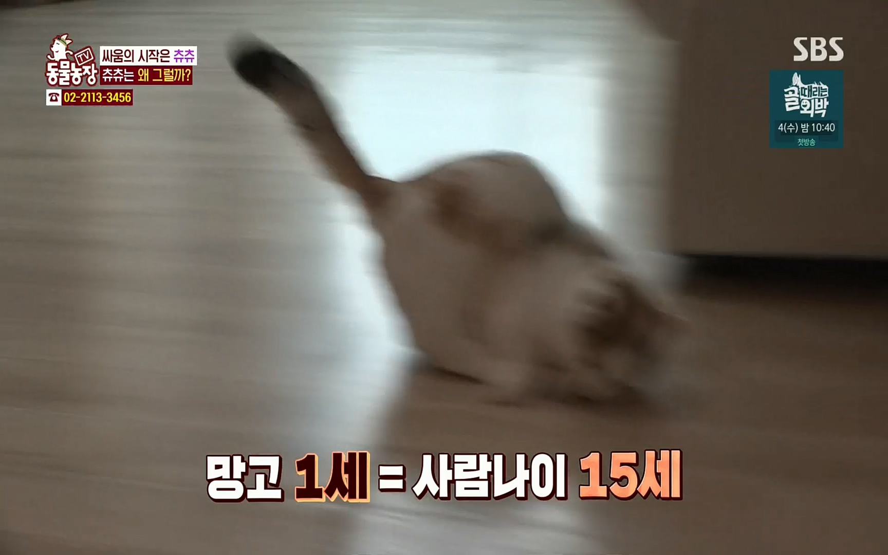 TV 동물농장.E1067.220501p.H264-F1RST.mp4_20220501_182822.432.jpg