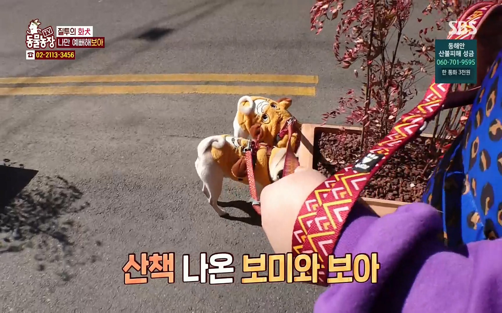 TV 동물농장.E1061.220320p.H264-F1RST.mp4_20220320_183552.118.jpg