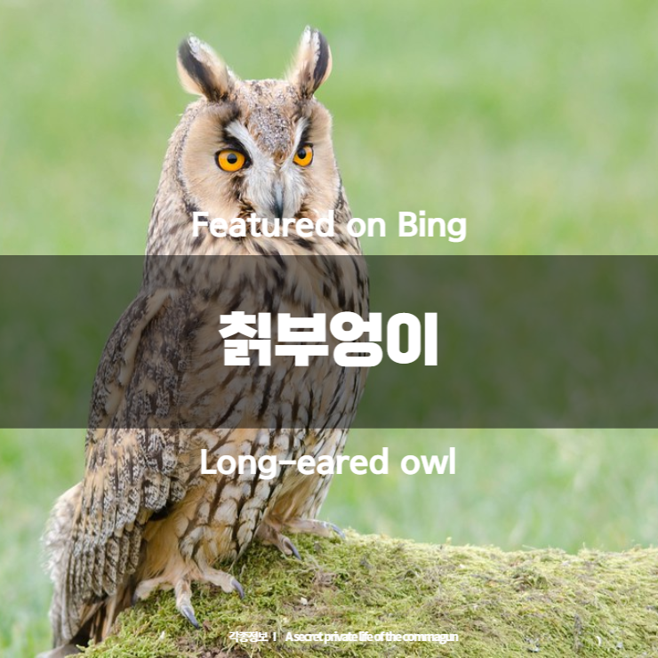  Featured on Bing - 칡부엉이 Long-eared owl