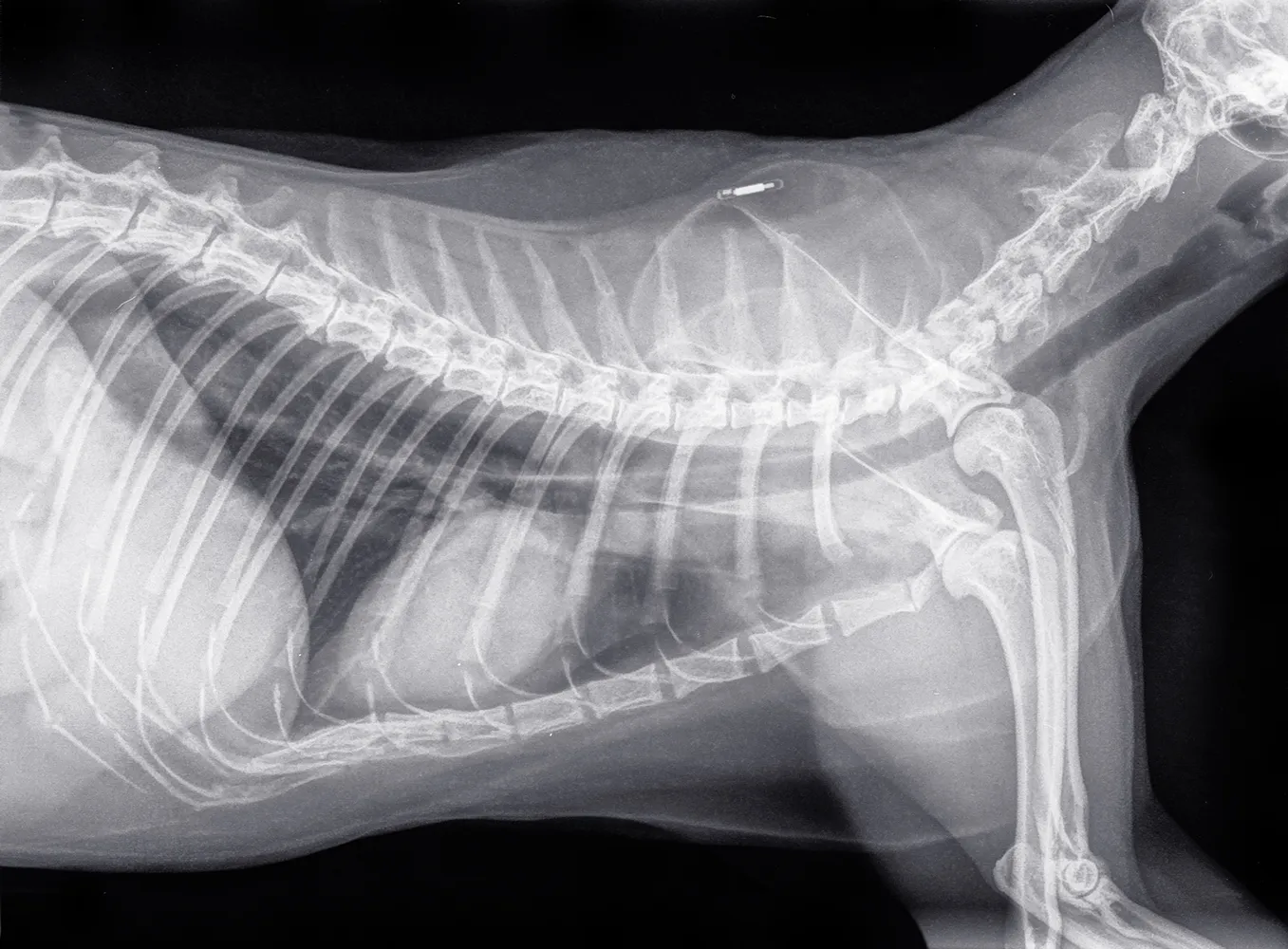 고양이의-흉부-측면을-촬영한-디지털-엑스레이-사진