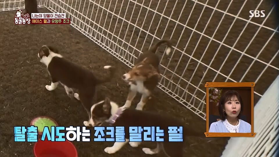 TV 동물농장.E1125.230618p.H264-F1RST.mp4_20230618_192103.246.jpg