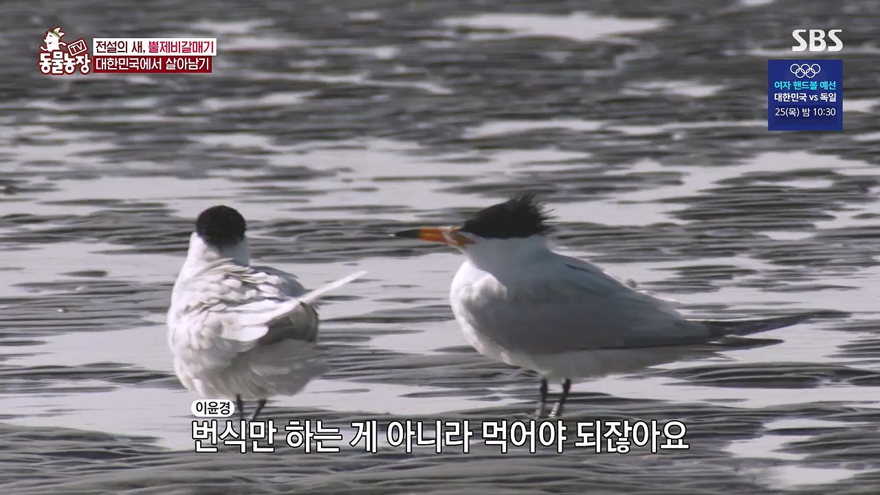 TV 동물농장.E1181.240722p-NEXT.mp4_20240721_165600.157.jpg