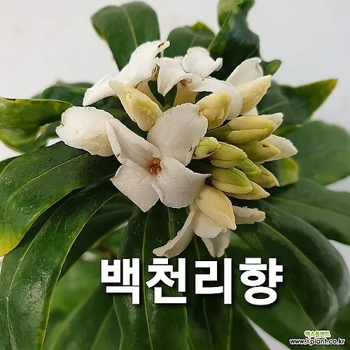 천리향 관리법 꽃말_4