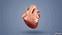 cardiovascular