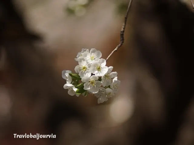 벚꽃 골프여행_3_subsection