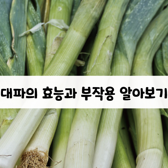 대파의 효능과 부작용 알아보자.