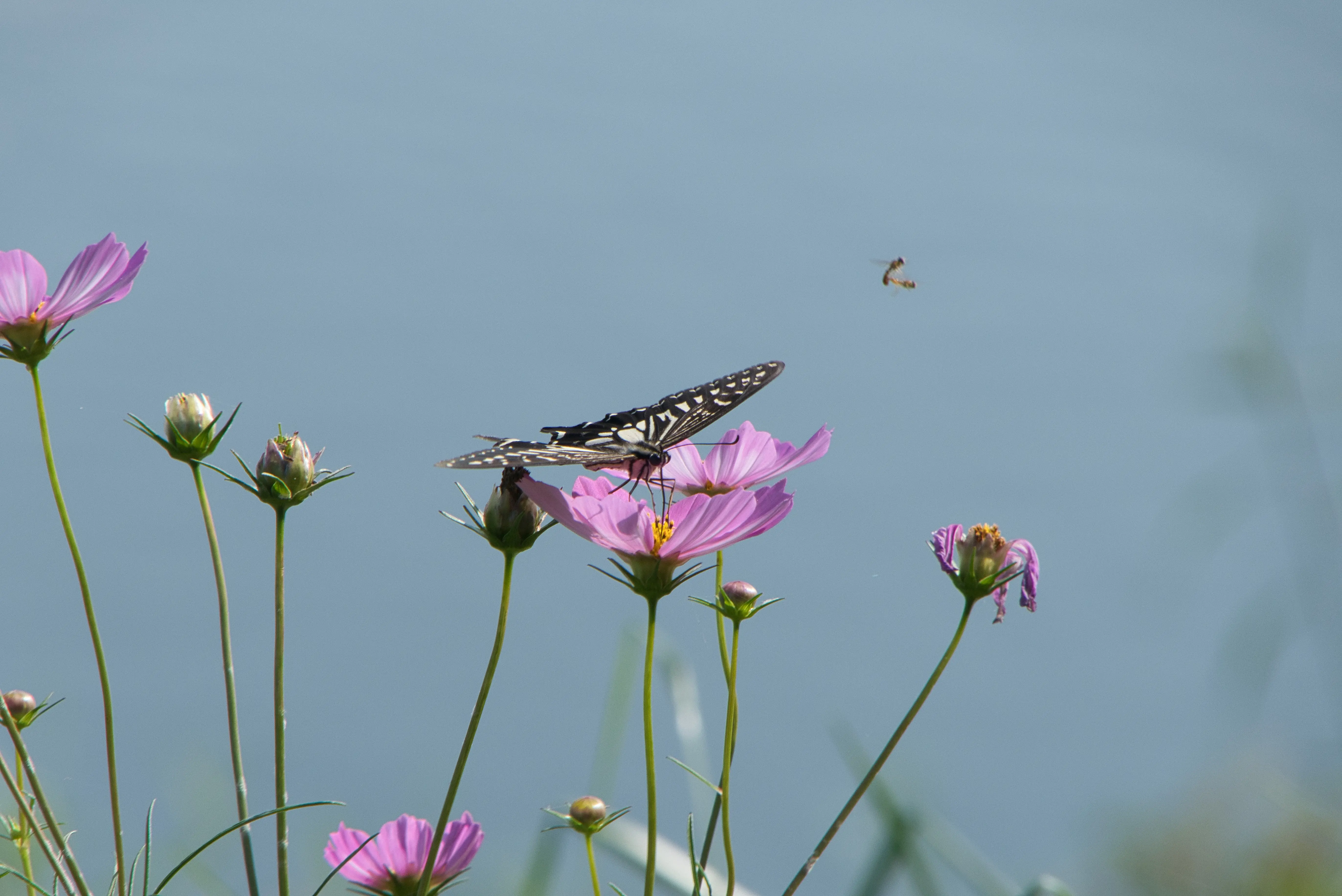 img.webp