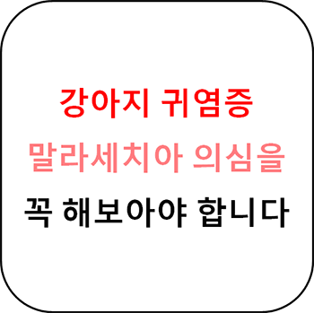  강아지 귀 염증과 말라세치아 의심을 꼭 해보세요.